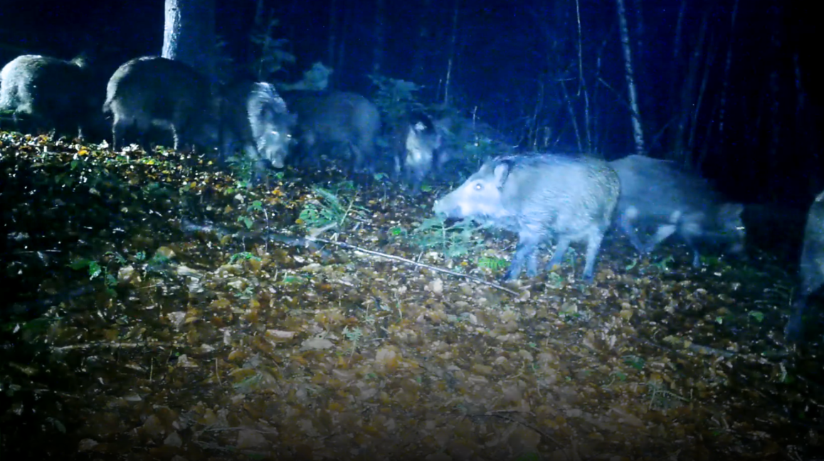 СПА по-карпатськи: "водні процедури" диких свиней потрапили на фотопастки (відео)